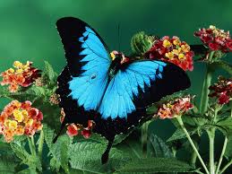 butterfly